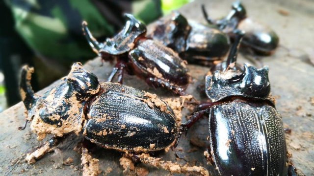 ประเด็นข่าว (26 ก.ย. 60)