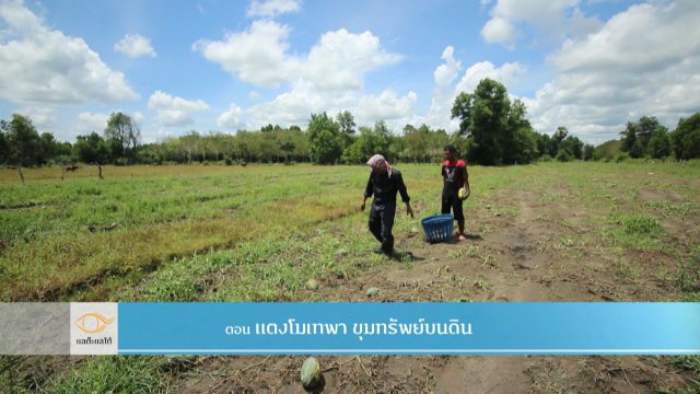 แตงโมเทพา ขุมทรัพย์บนดิน