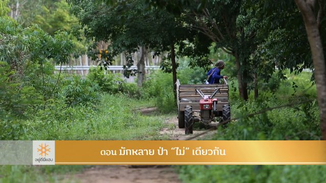 มักหลาย ป่า "ไม่" เดียวกัน