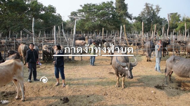 กาดงัวทุ่งฟ้าบด