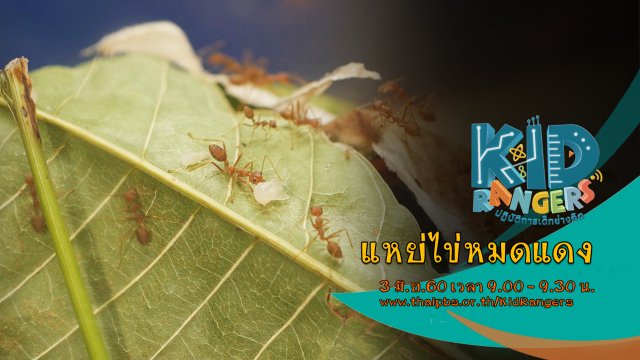 แหย่ไข่หมดแดง