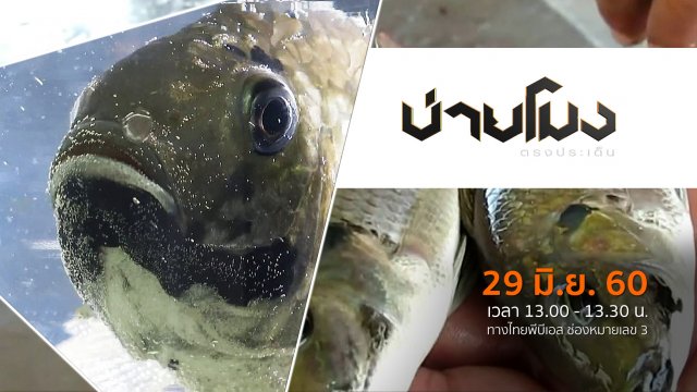 ประเด็นข่าว ( 29 มิ.ย. 60)