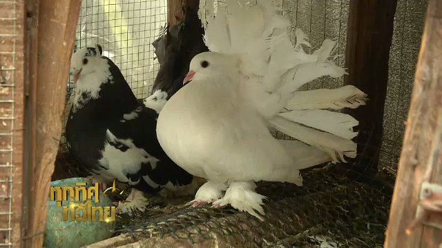 ประเด็นข่าว (5 ก.ค. 60)