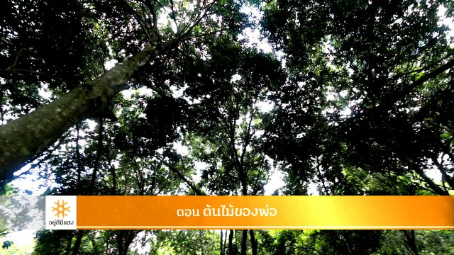 ต้นไม้ของพ่อ