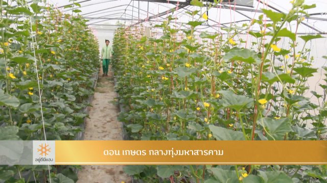 เกษตร กลางทุ่งมหาสารคาม​