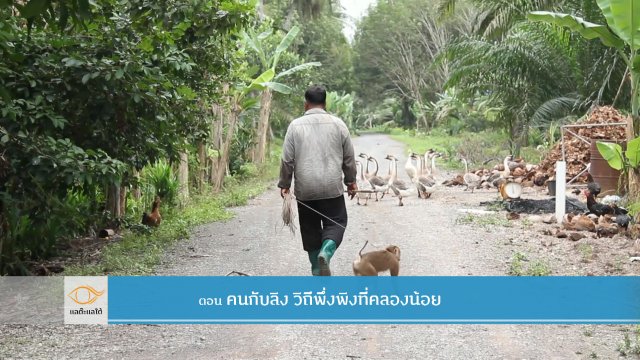 คนกับลิง วิถีพึ่งพิงที่คลองน้อย 