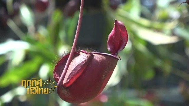 ประเด็นข่าว (3 พ.ย. 60)