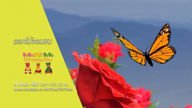 ดอกไม้จอมซน