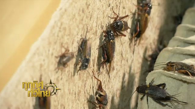 ประเด็นข่าว (15 พ.ย. 60)