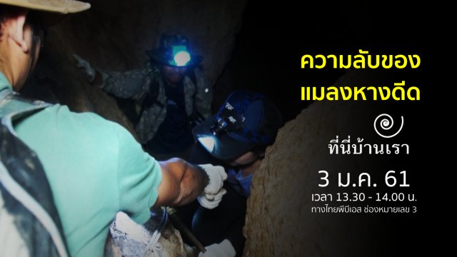 ความลับของแมลงหางดีด