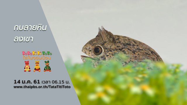 กบลายหินลงเขา