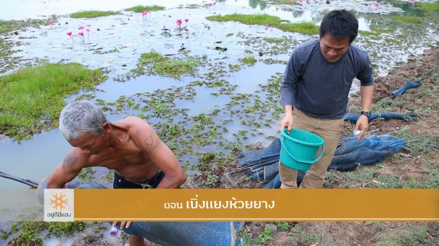 เบิ่งแยงห้วยยาง​