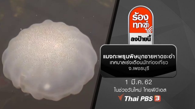 แมงกะพรุนพิษบุกชายหาดชะอำ เทศบาลเร่งเตือนนักท่องเที่ยว จ.เพชรบุรี