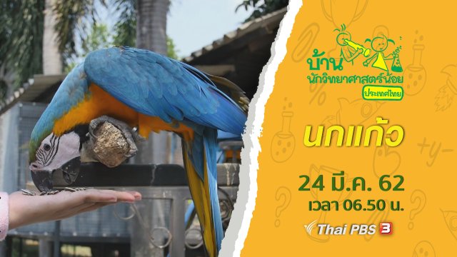 นกแก้ว