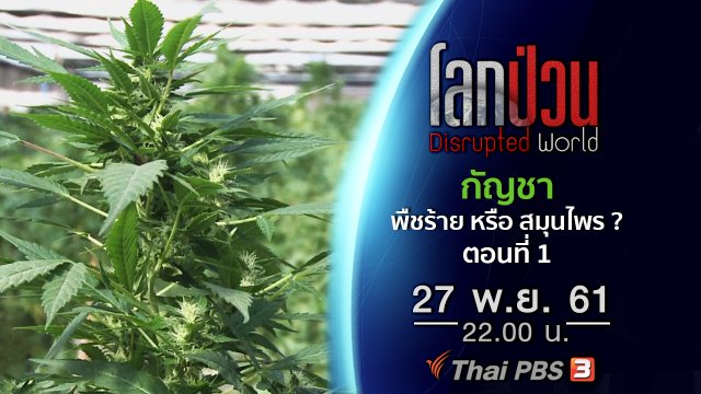 กัญชา พืชร้าย หรือ สมุนไพรทางเลือก ? ตอนที่ 1