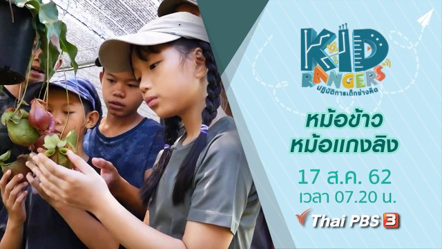 หม้อข้าวหม้อเเกงลิง