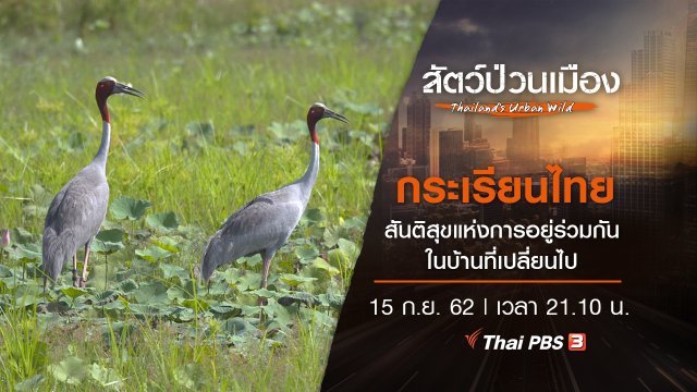 กระเรียนไทย สันติสุขแห่งการอยู่ร่วมกัน ในบ้านที่เปลี่ยนไป