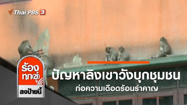 ปัญหาลิงเขาวังบุกชุมชน ก่อความเดือดร้อนรำคาญ จ.เพชรบุรี
