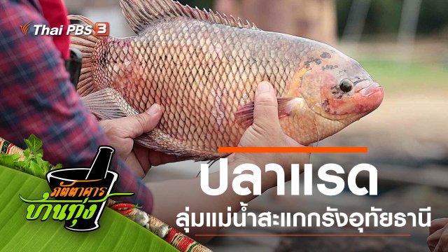 ปลาแรด