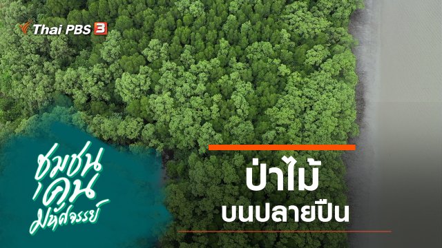 ป่าไม้บนปลายปืน