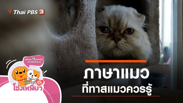 ภาษาแมว ที่ทาสแมวควรรู้