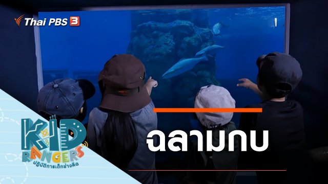 ฉลามกบ