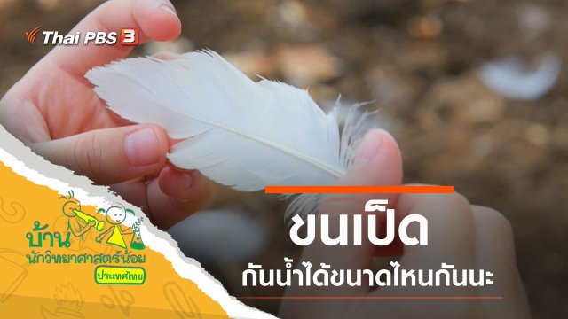 ขนเป็ด