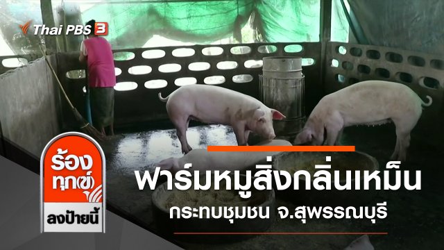 ฟาร์มหมูสิ่งกลิ่นเหม็นกระทบชุมชน จ.สุพรรณบุรี