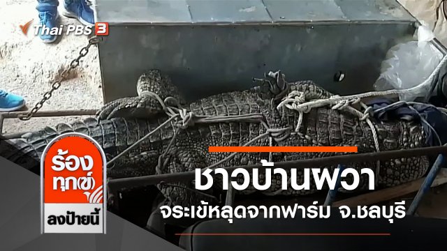 ชาวบ้านผวาจระเข้หลุดจากฟาร์ม จ.ชลบุรี