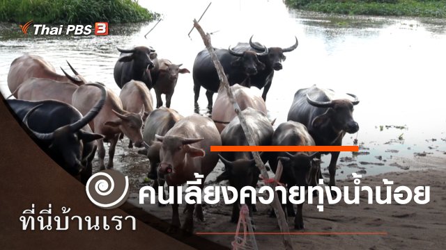คนเลี้ยงควายทุ่งน้ำน้อย