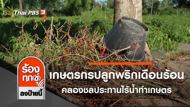 เกษตรกรปลูกพริกเดือดร้อน คลองชลประทานไร้น้ำทำเกษตร