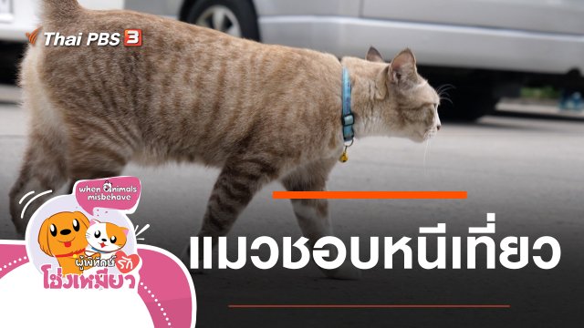 แมวชอบหนีเที่ยว