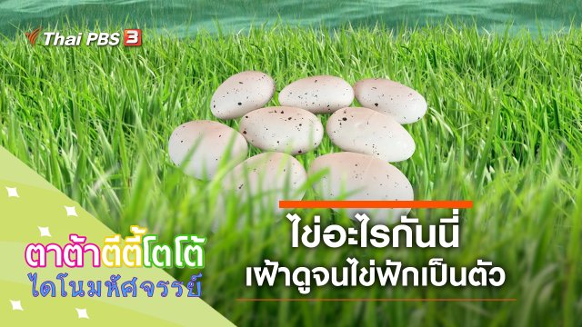 ไข่อะไรกันนี่