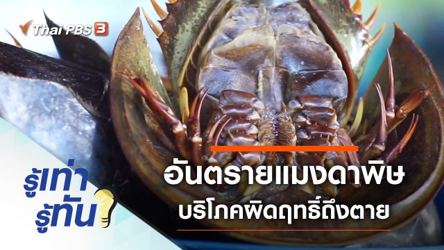 อันตรายแมงดาพิษ บริโภคผิดฤทธิ์ถึงตาย