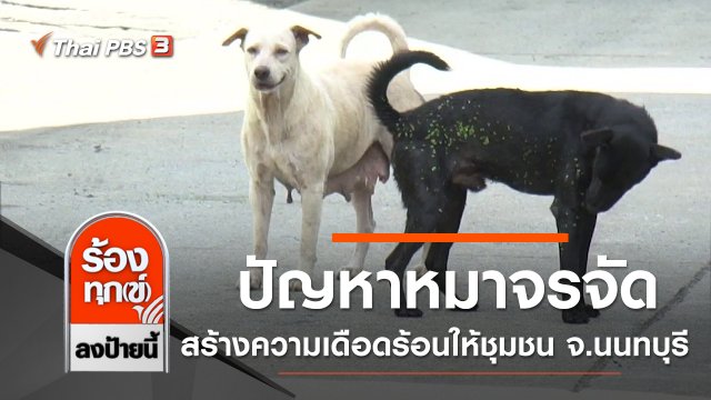 ปัญหาหมาจรจัดจำนวนมากสร้างความเดือดร้อนให้ชุมชน จ.นนทบุรี
