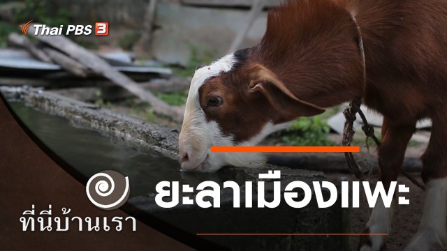 ยะลาเมืองแพะ