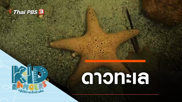 ดาวทะเล