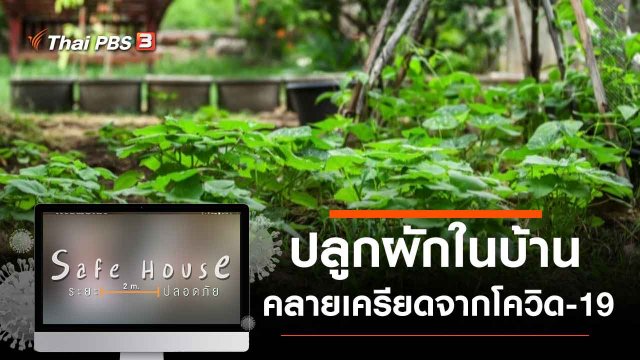 ปลูกผักในบ้านคลายเครียดจากโควิด-19