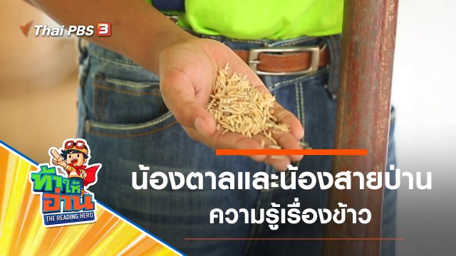 ความรู้เรื่องข้าว : น้องตาลและน้องสายป่าน
