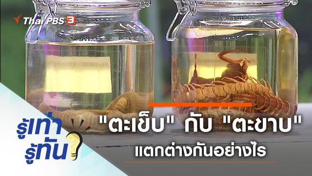 "ตะเข็บ" กับ "ตะขาบ" แตกต่างกันอย่างไร