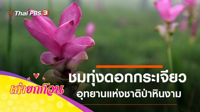 ชมทุ่งดอกกระเจียว อุทยานแห่งชาติป่าหินงาม จ.ชัยภูมิ