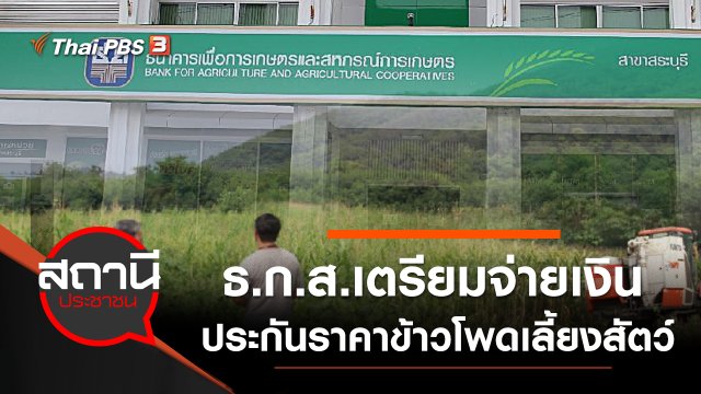 ธ.ก.ส.เตรียมจ่ายเงินประกันราคาข้าวโพดเลี้ยงสัตว์แก่เกษตรกร