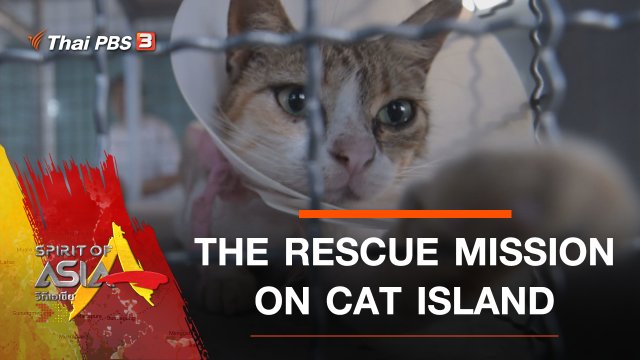 THE RESCUE MISSION ON CAT ISLAND