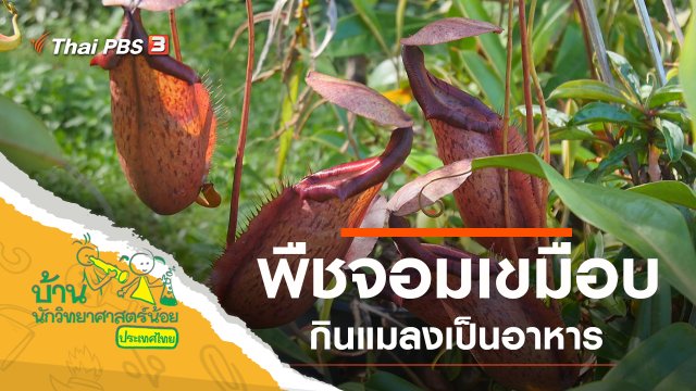 พืชจอมเขมือบ