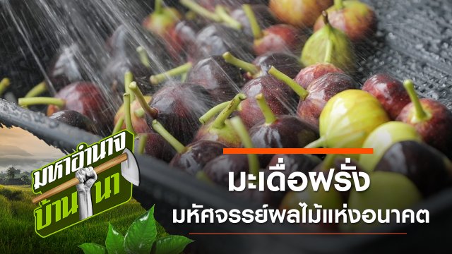 มะเดื่อฝรั่ง มหัศจรรย์ผลไม้แห่งอนาคต