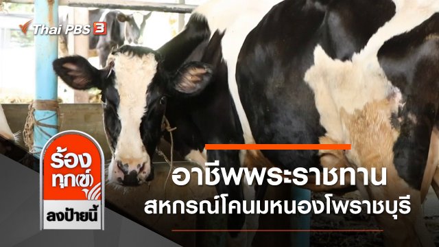 อาชีพพระราชทาน สหกรณ์โคนมหนองโพราชบุรี