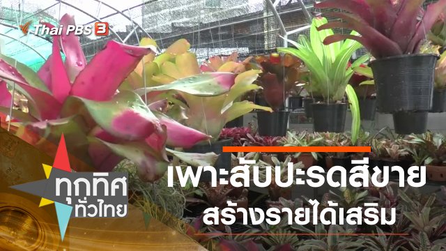 เพาะสับปะรดสีขาย สร้างรายได้เสริม