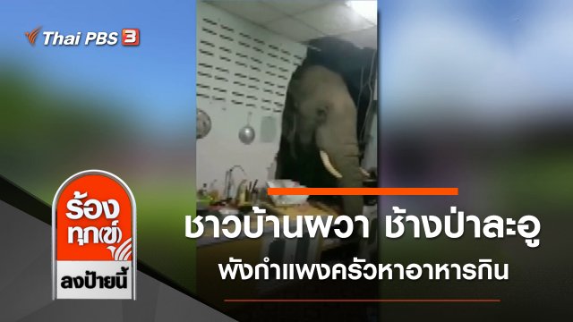 ชาวบ้านผวา ช้างป่าละอู พังกำแพงครัวหาอาหารกิน จ.ประจวบคีรีขันธ์