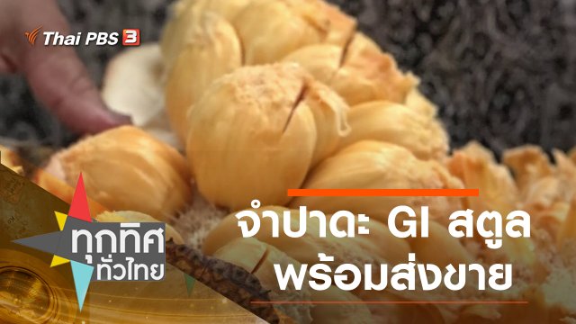 จำปาดะ GI สตูล พร้อมส่งขาย