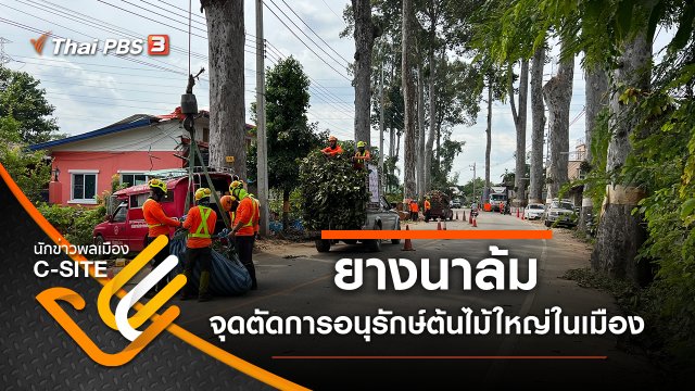 ​ยางนาล้ม จุดตัดการอนุรักษ์ต้นไม้ใหญ่ในเมือง